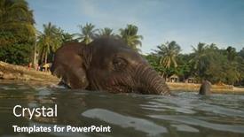  Presentation with elephants - 