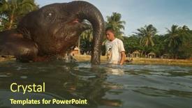  Presentation with elephants - 