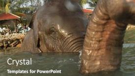  Presentation with elephants - 