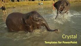  Presentation with elephants - 