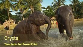  Presentation with elephants - Presentation theme enhanced with ko-chang-trat-thailand-december background and a tawny brown colored foreground