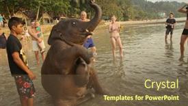  Presentation with elephants - Beautiful presentation theme featuring ko-chang-trat-thailand-december backdrop and a tawny brown colored foreground