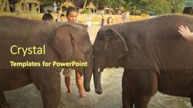  Presentation with elephants - 