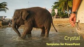  Presentation with elephants - 