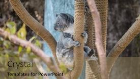  Presentation with zoo - Slide set enhanced with koala-bear-in-the-zoo background and a coral colored foreground