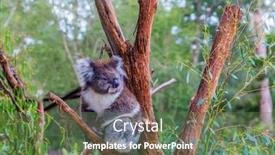  Presentation with ecotourism - Colorful slide set enhanced with is a herbivorous marsupial mammal backdrop and a tawny brown colored foreground