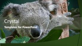  Presentation with eucalyptus australia - Slides featuring koala-sleeping-in-eucalyptus-tree background and a dark gray colored foreground