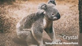  Presentation with australia - Audience pleasing PPT theme consisting of koala-wildlife-animal-in-australia backdrop and a gray colored foreground