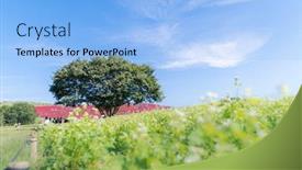  Presentation with autumn blue - Cool new presentation theme with itachi - kochia and cosmos bush backdrop and a light blue colored foreground