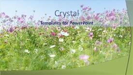  Presentation with autumn blue - PPT theme with kochia-and-cosmos-bush background and a sky blue colored foreground