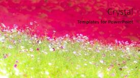  Presentation with cosmos - Presentation theme with kochia and cosmos bush with hill landscape mountain at hitachi seaside park in autumn with blue sky at ibaraki japan background and a red colored foreground