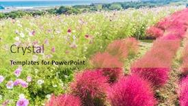  Presentation with cosmos - PPT theme enhanced with kochia and cosmos bush with hill landscape mountain at hitachi seaside park in autumn with blue sky at ibaraki japan background and a yellow colored foreground