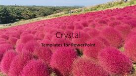  Presentation with autumn blue - Cool new presentation theme with kochia and cosmos bush with hill landscape mountain at hitachi seaside park in autumn with blue sky at ibaraki japan backdrop and a red colored foreground