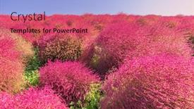  Presentation with autumn blue - Colorful PPT theme enhanced with kochia and cosmos bush with hill landscape mountain at hitachi seaside park in autumn with blue sky at ibaraki japan backdrop and a red colored foreground