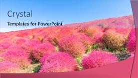  Presentation with autumn blue - Beautiful PPT layouts featuring kochia and cosmos bush with hill landscape mountain at hitachi seaside park in autumn with blue sky at ibaraki japan backdrop and a light blue colored foreground