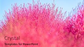  Presentation with cosmos - PPT layouts with kochia and cosmos bush with hill landscape mountain at hitachi seaside park in autumn with blue sky at ibaraki japan background and a coral colored foreground