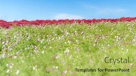  Presentation with autumn blue - Colorful slide deck enhanced with kochia-and-cosmos-bush backdrop and a yellow colored foreground