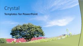  Presentation with autumn blue - Audience pleasing PPT layouts consisting of kochia-and-cosmos-bush backdrop and a light blue colored foreground