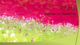  Presentation with autumn blue - Slide deck featuring kochia-and-cosmos-bush background and a red colored foreground