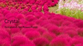  Presentation with autumn - Presentation theme consisting of kochia-flowers-in-autumn background and a red colored foreground