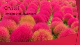  Presentation with season - Slides having kochia-in-autumn-season background and a red colored foreground