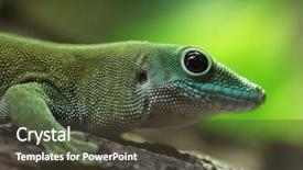  Presentation with wildlife - Amazing slide deck having koch's giant day gecko backdrop and a tawny brown colored foreground