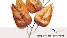  Presentation with asia - Audience pleasing presentation consisting of koelreuteria-is-a-genus backdrop and a lemonade colored foreground