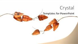  Presentation with asia - PPT theme with koelreuteria-is-a-genus background and a white colored foreground