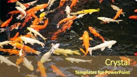  Presentation with koi fish - Audience pleasing slides consisting of koi carp fish at feeding backdrop and a tawny brown colored foreground