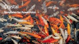  Presentation with koi fish - Cool new PPT layouts with koi carp fish top view backdrop and a tawny brown colored foreground