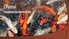  Presentation with koi fish - Audience pleasing presentation consisting of koi carp fish top view backdrop and a tawny brown colored foreground