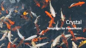  Presentation with koi fish - Presentation theme featuring koi carp fish top view background and a tawny brown colored foreground