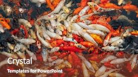  Presentation with koi fish - Amazing presentation theme having koi carp fish top view backdrop and a tawny brown colored foreground