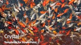  Presentation with koi fish - Beautiful slide deck featuring koi carp fish top view backdrop and a tawny brown colored foreground