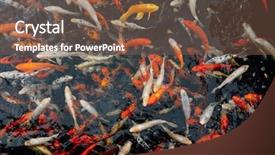  Presentation with koi fish - PPT theme with koi carp fish top view background and a violet colored foreground