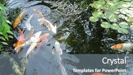  Presentation with fish pond - Colorful slide deck enhanced with carp fish in the quiet backdrop and a gray colored foreground