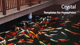  Presentation with koi fish - Colorful slide set enhanced with koi carp fish backdrop and a tawny brown colored foreground