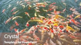  Presentation with koi fish - PPT theme with koi carps fish japanese swimming background and a coral colored foreground