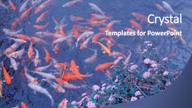  Presentation with koi fish - Audience pleasing slide set consisting of koi carps swimming backdrop and a ocean colored foreground