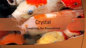  Presentation with koi fish - Colorful slide set enhanced with koi fish - beautiful carp backdrop and a coral colored foreground