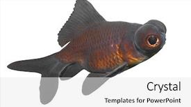  Presentation with goldfish - Cool new PPT layouts with koi fish - chinese goldfish black moor carassius backdrop and a white colored foreground
