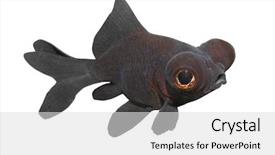  Presentation with goldfish - PPT theme featuring koi fish - chinese goldfish black moor carassius background and a light gray colored foreground