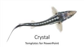  Presentation with sturgeon - Cool new presentation theme with koi fish - diamond sturgeon - acipenser gueldenstaedtii backdrop and a white colored foreground