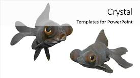  Presentation with goldfish - Theme featuring  background and a  colored foreground.