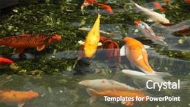  Presentation with garden pond - Colorful presentation enhanced with koi fish - japanese variegated carps swimming backdrop and a  colored foreground