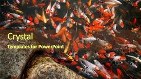  Presentation with koi fish - PPT theme with koi fish - mass carp in the pool background and a tawny brown colored foreground