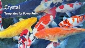  Presentation with fish pond - Beautiful presentation featuring poses for photos in wedding backdrop and a light gray colored foreground