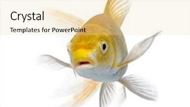  Presentation with koi fish - Presentation theme consisting of koi fish - yellow carp in front background and a lemonade colored foreground