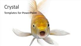  Presentation with koi fish - Beautiful presentation featuring koi fish - yellow carp in front backdrop and a white colored foreground