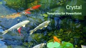  Presentation with koi fish - Amazing slides having koi fish in a natural backdrop and a ocean colored foreground